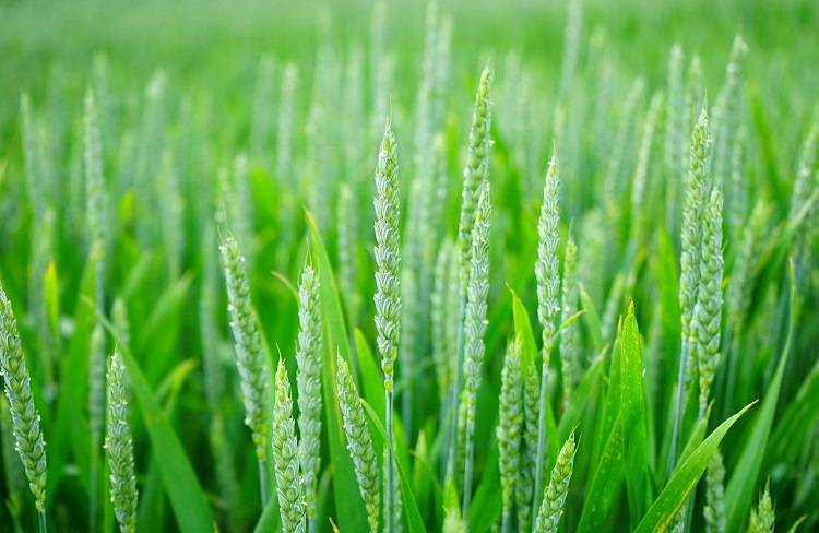 Zero Budget Organic Farming 